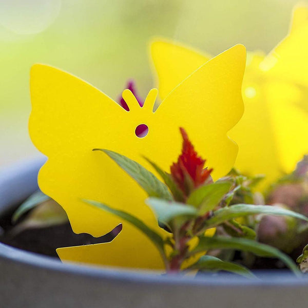 Insect Yellow Sticky Bug Traps For Outdoors