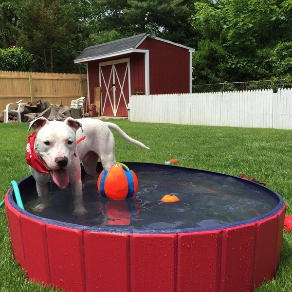 Portable Paw Pool