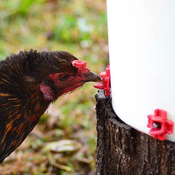 【Buy more save more】Horizontal Side Mount Chicken Waterer