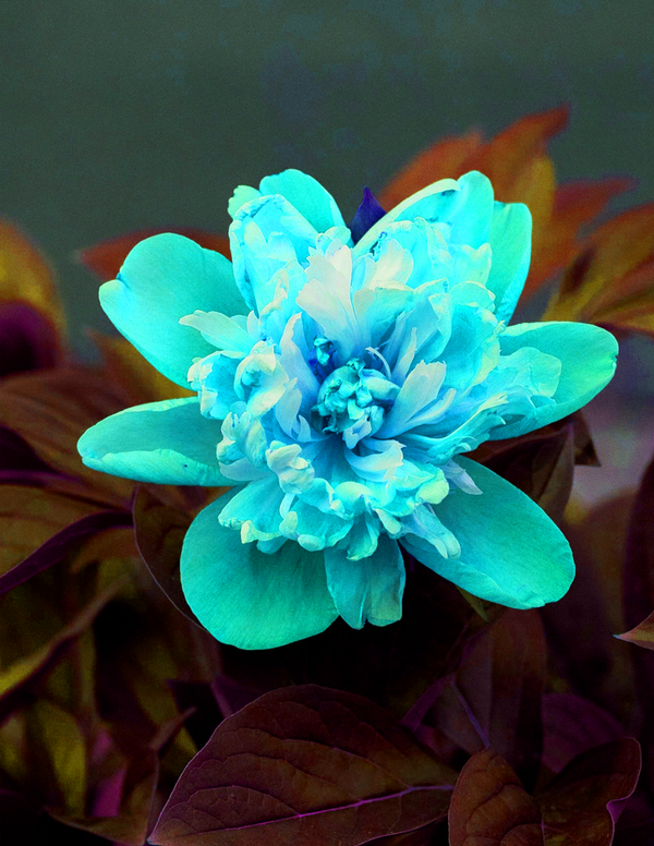 Cyan Flower Sticker