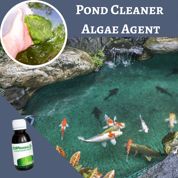 [PROMO 30% OFF] Pond Cleaner Algae Agent